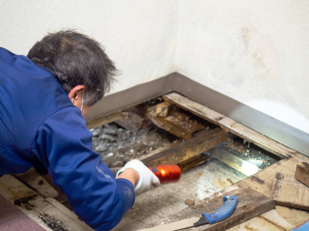 Best Mold Damage Repair  in Kingwood, WV