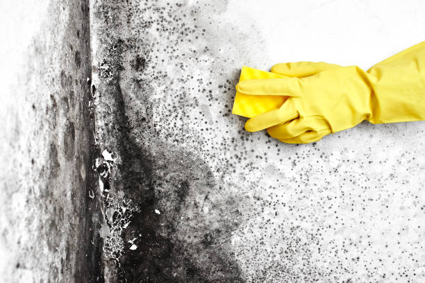 Trusted Kingwood, WV Mold Removal Experts